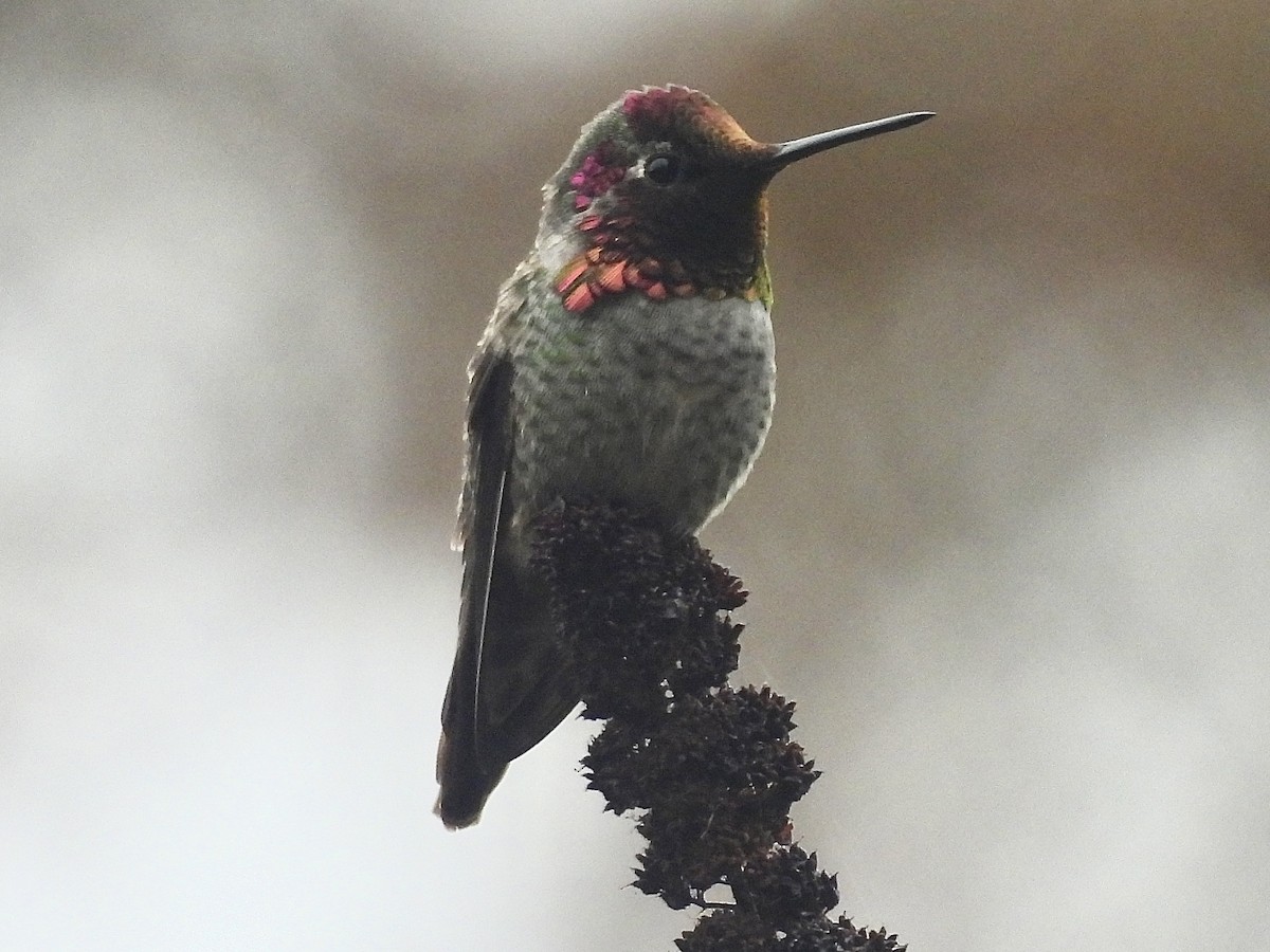 Anna's Hummingbird - ML645426562