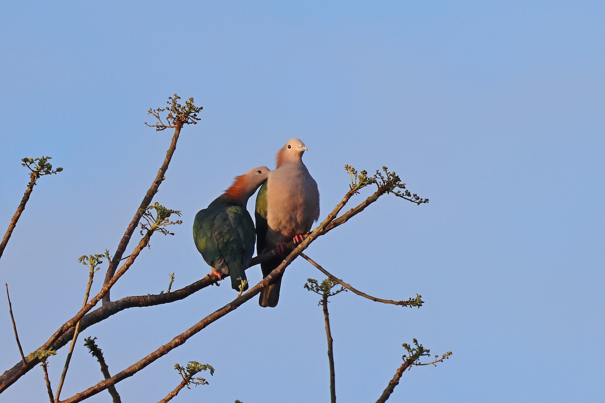 Бронзовый плодовый голубь (paulina) - ML645426567