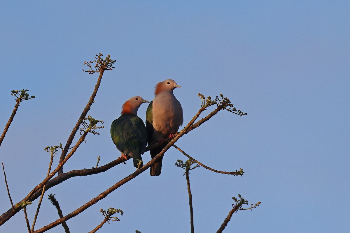 Бронзовый плодовый голубь (paulina) - ML645426568