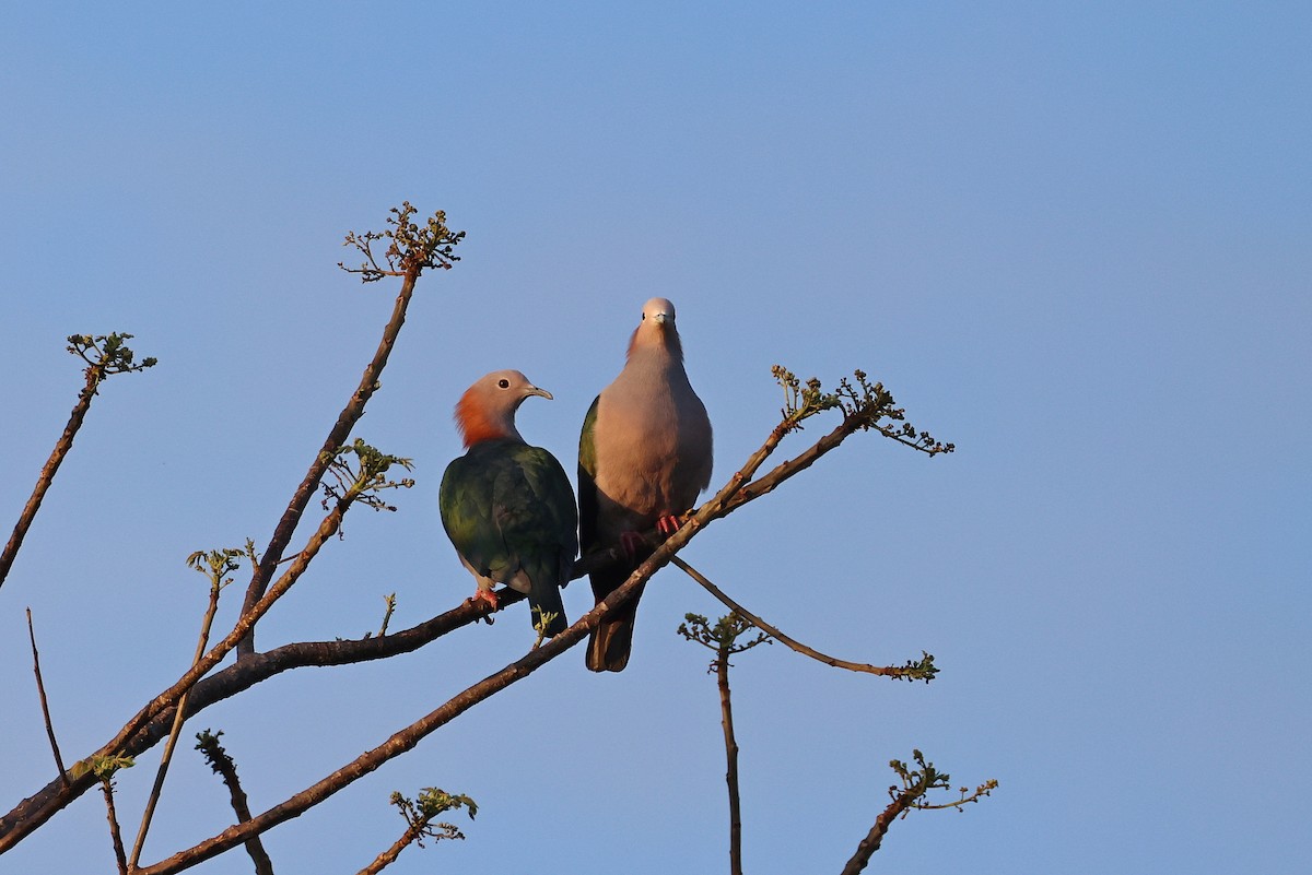 Бронзовый плодовый голубь (paulina) - ML645426569
