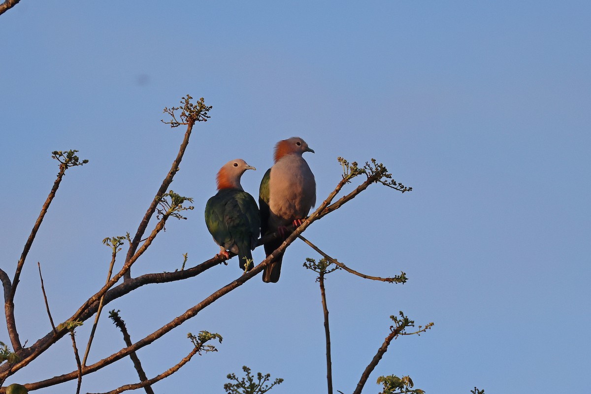 Бронзовый плодовый голубь (paulina) - ML645426570