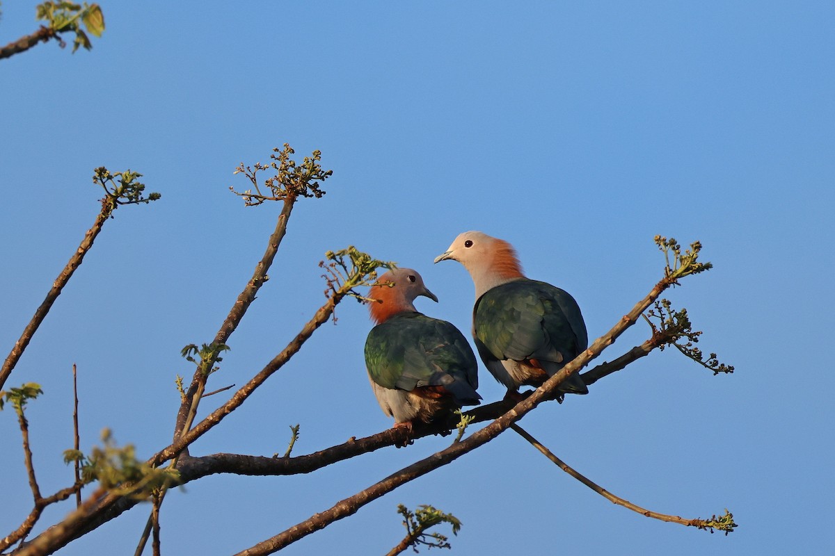 Бронзовый плодовый голубь (paulina) - ML645426571