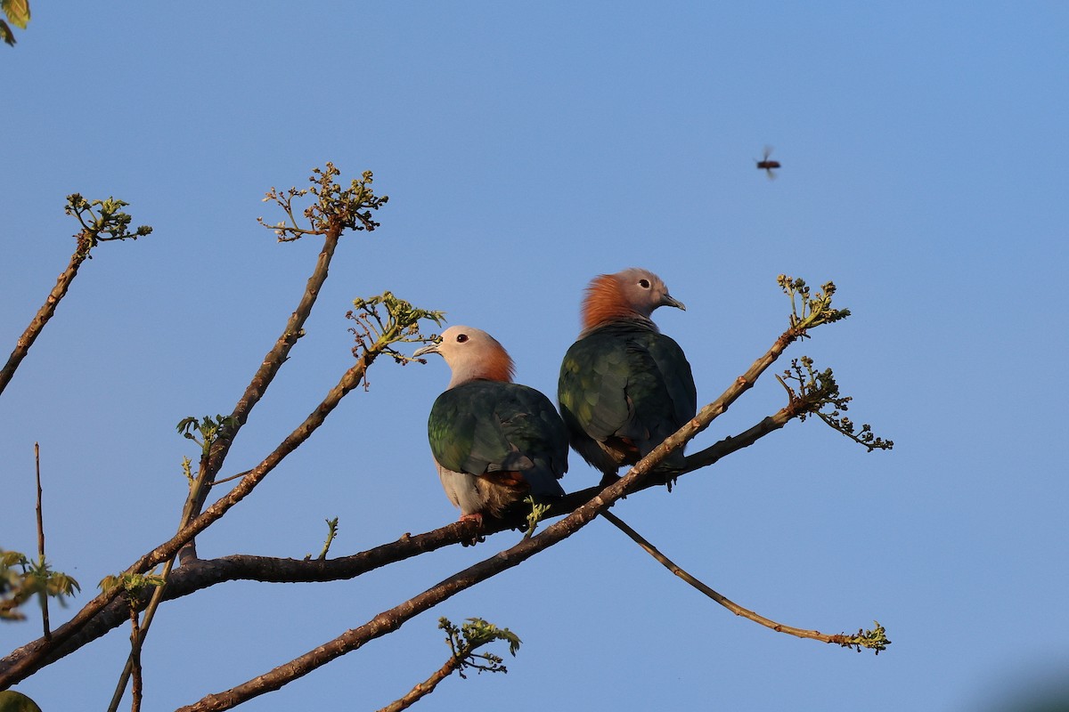 Бронзовый плодовый голубь (paulina) - ML645426572
