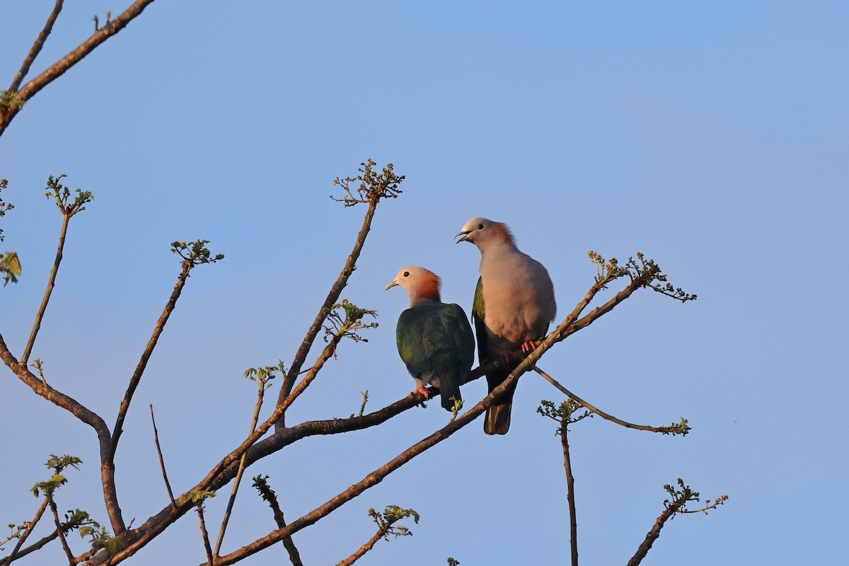 Бронзовый плодовый голубь (paulina) - ML645426573