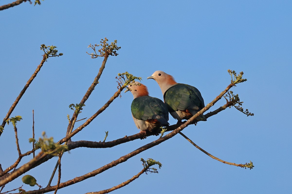 ミカドバト（paulina） - ML645426574