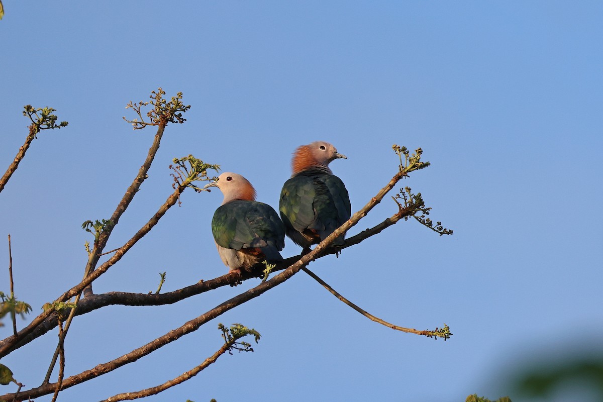 ミカドバト（paulina） - ML645426575