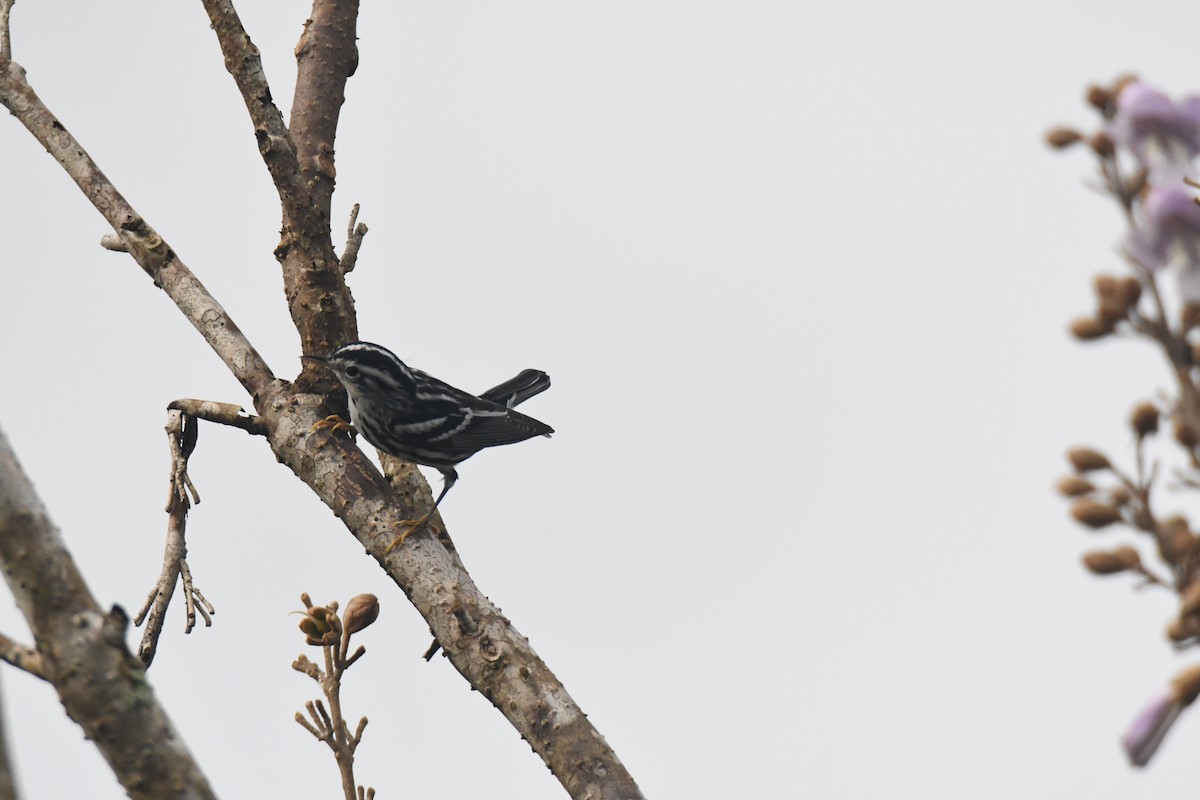 シロクロアメリカムシクイ - ML645426582