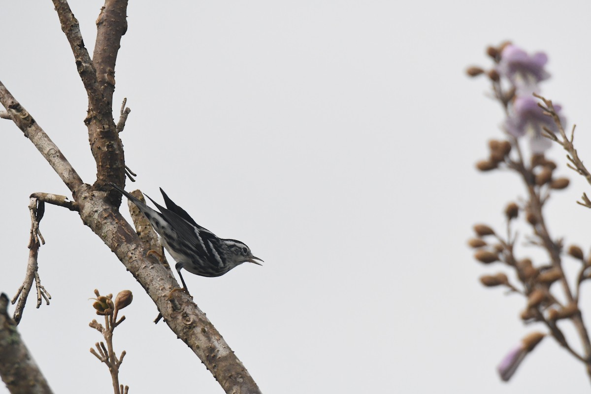 シロクロアメリカムシクイ - ML645426584