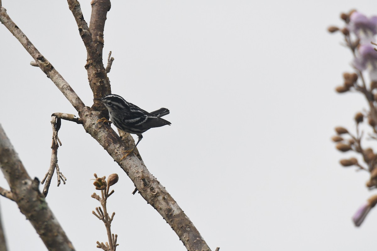 シロクロアメリカムシクイ - ML645426585