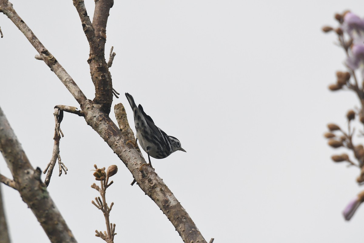 シロクロアメリカムシクイ - ML645426586