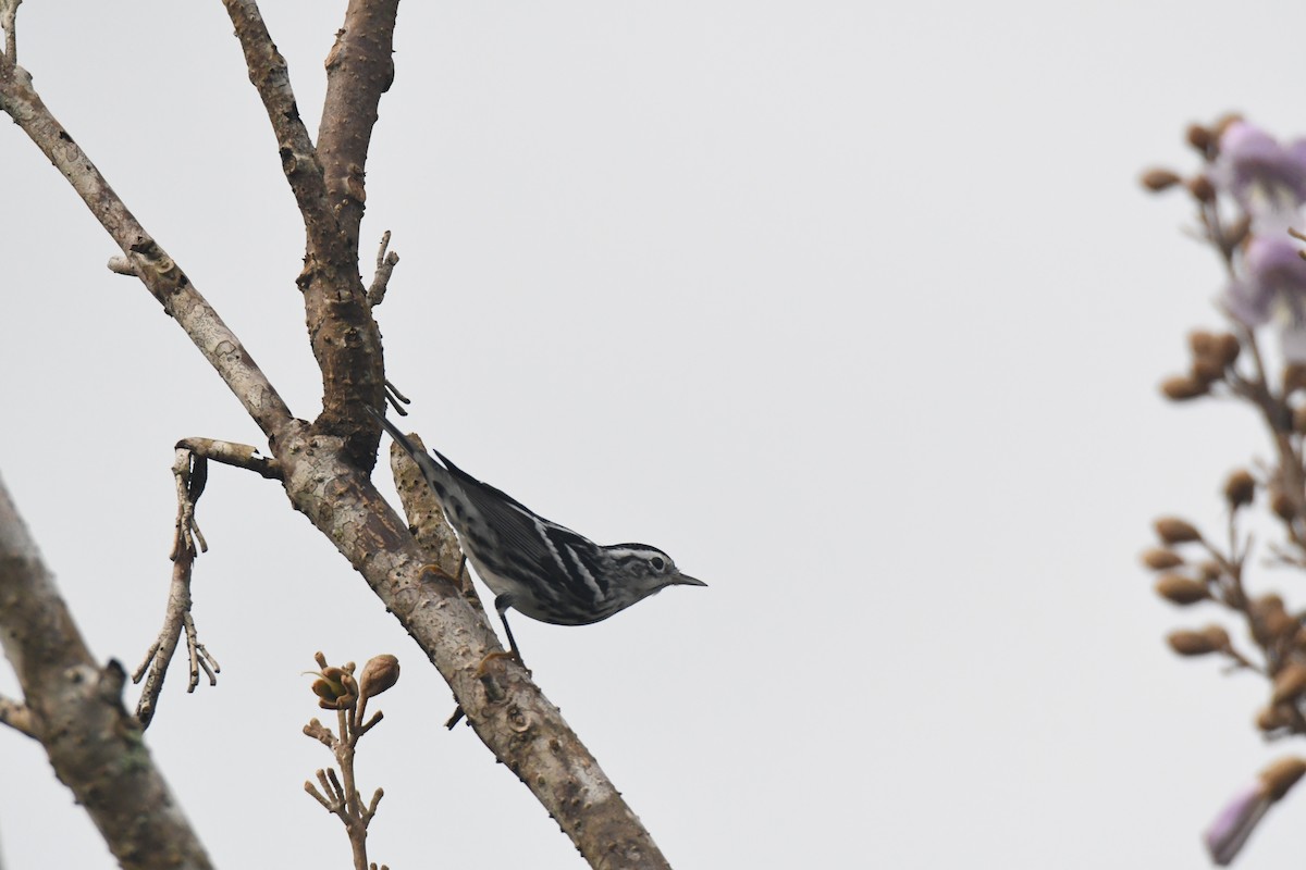 シロクロアメリカムシクイ - ML645426587