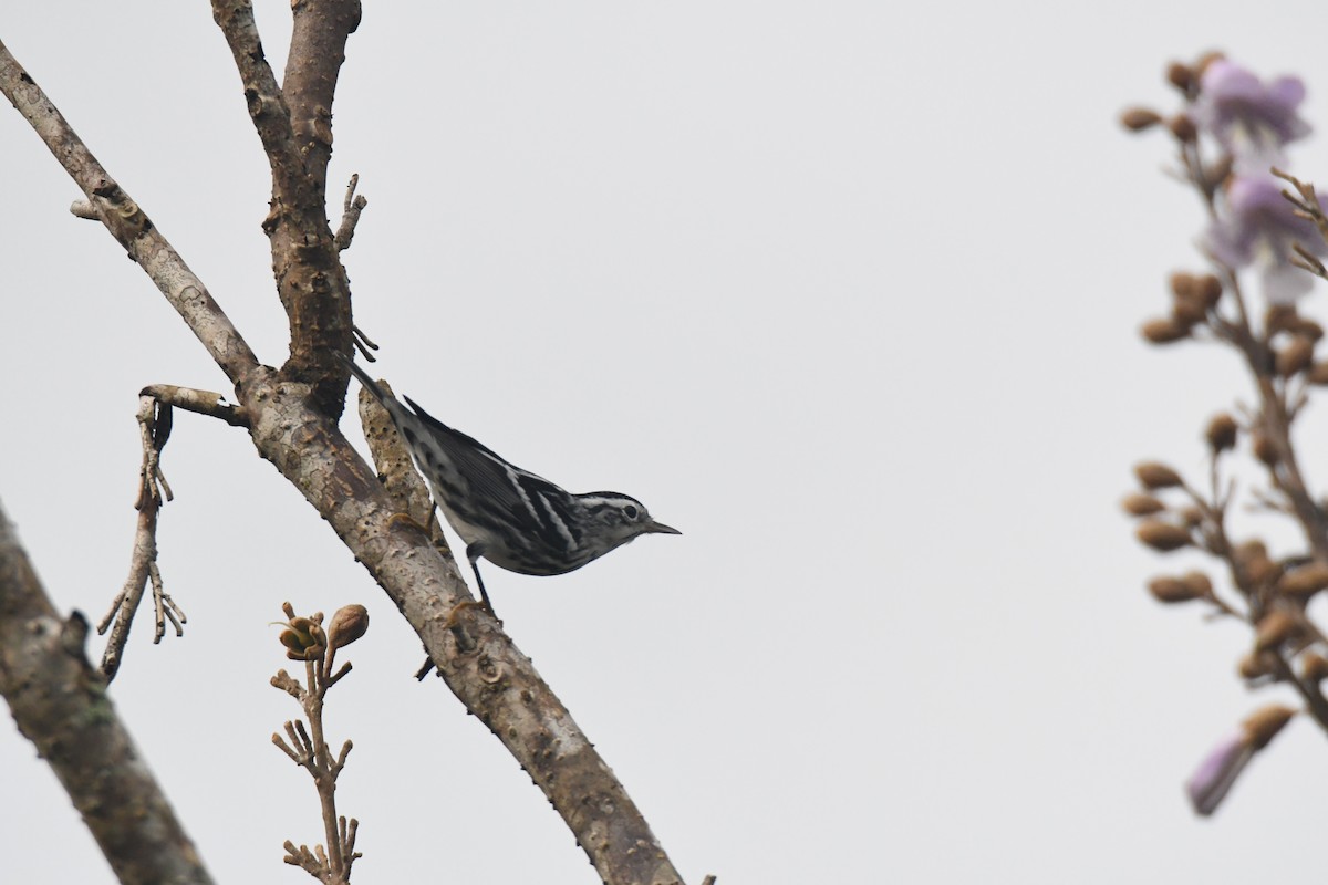 シロクロアメリカムシクイ - ML645426588