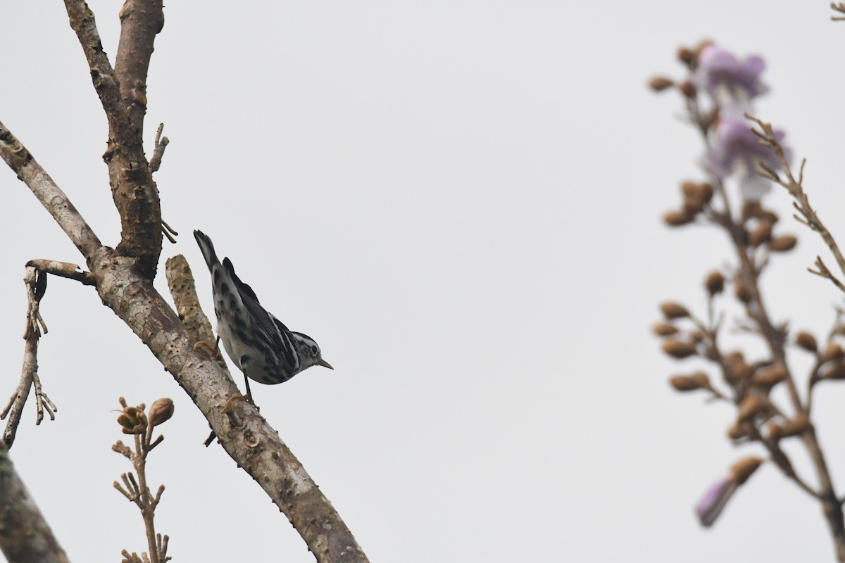 シロクロアメリカムシクイ - ML645426589