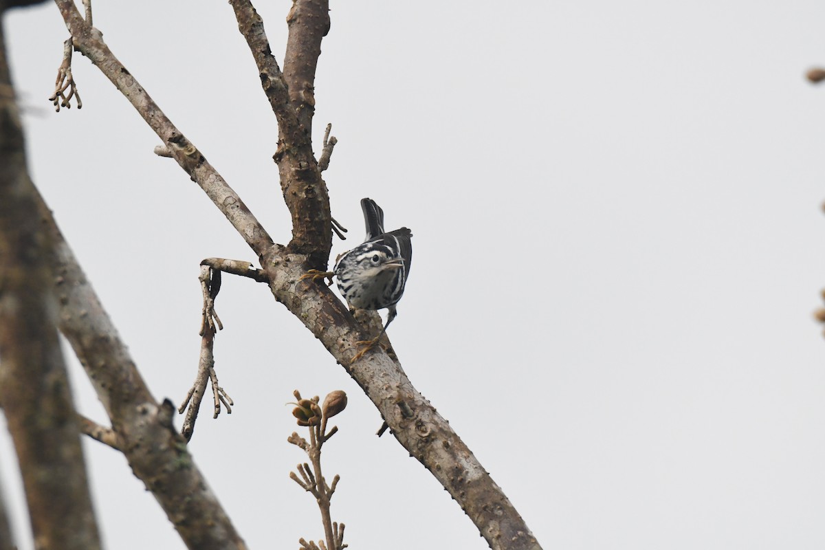 シロクロアメリカムシクイ - ML645426590