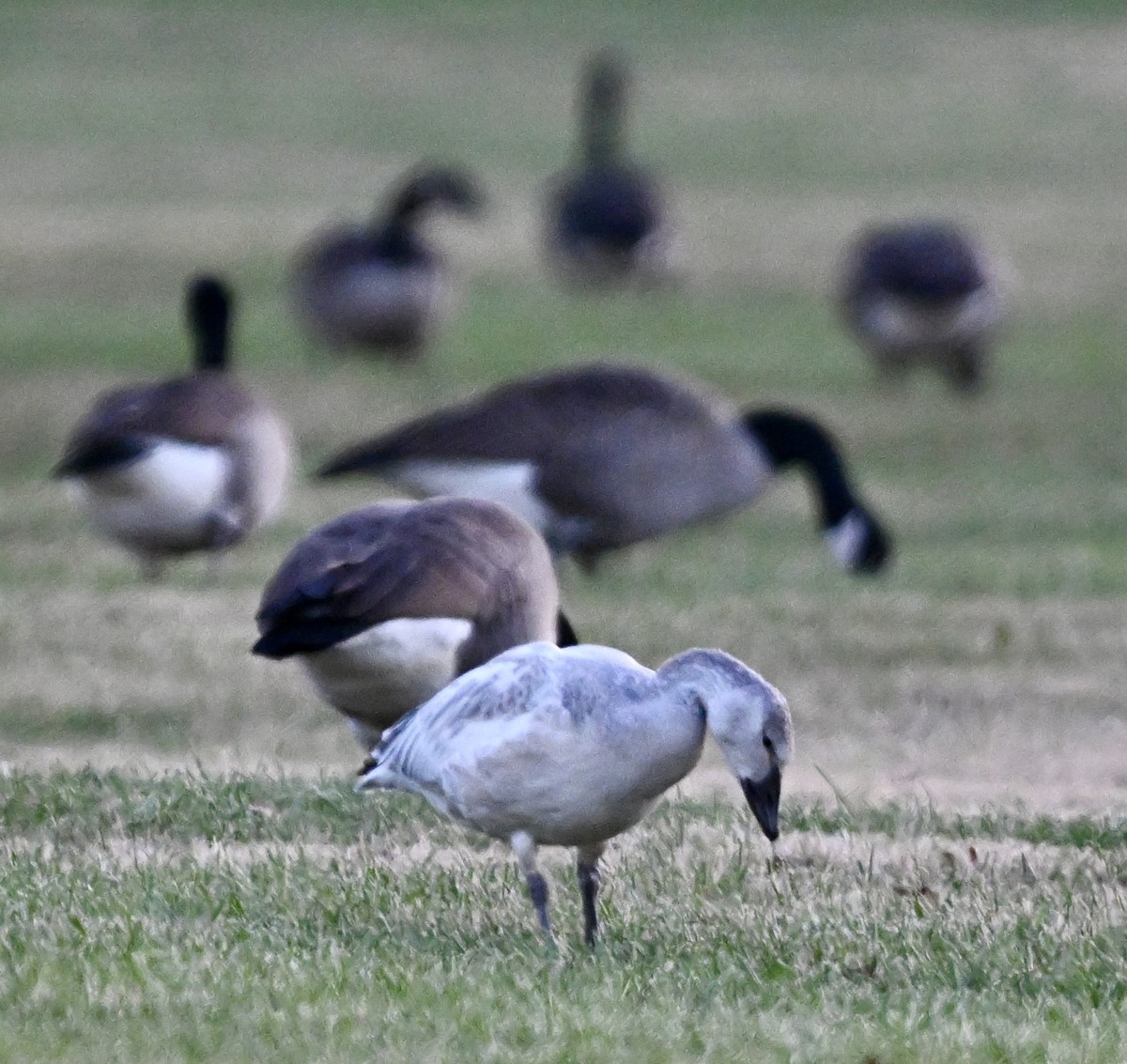 ハクガン - ML645426591