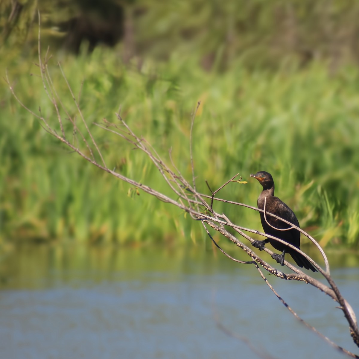 ナンベイヒメウ - ML645426593