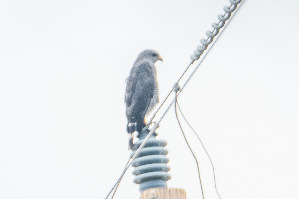 ミナミハイイロノスリ - ML645426594