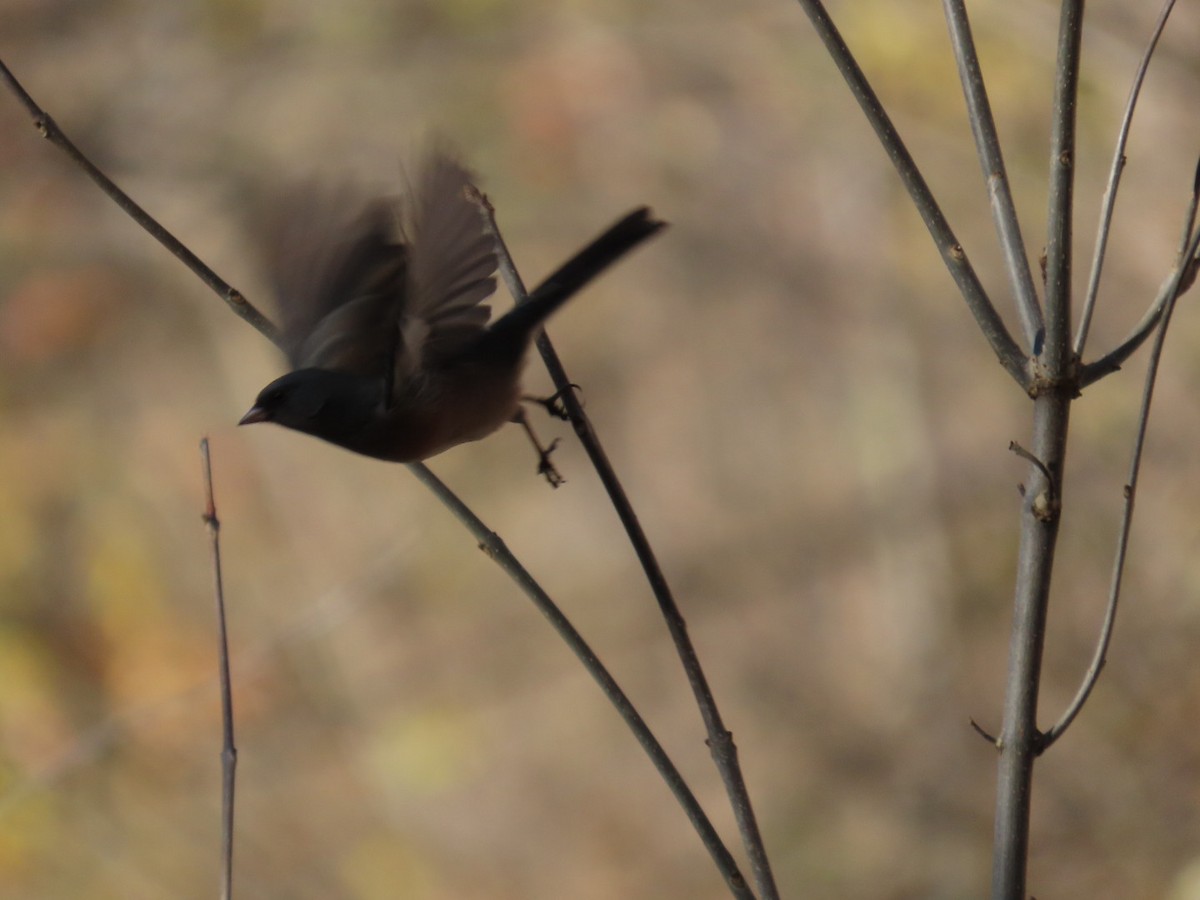 ユキヒメドリ（mearnsi） - ML645426596