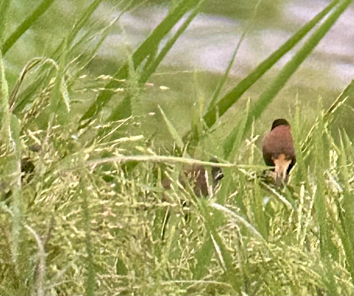 シロスジキンパラ - ML645426597