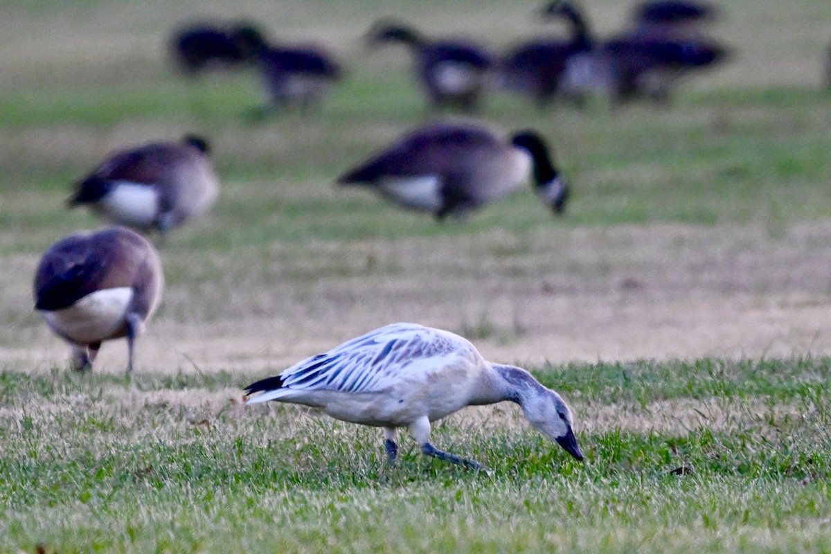 ハクガン - ML645426598