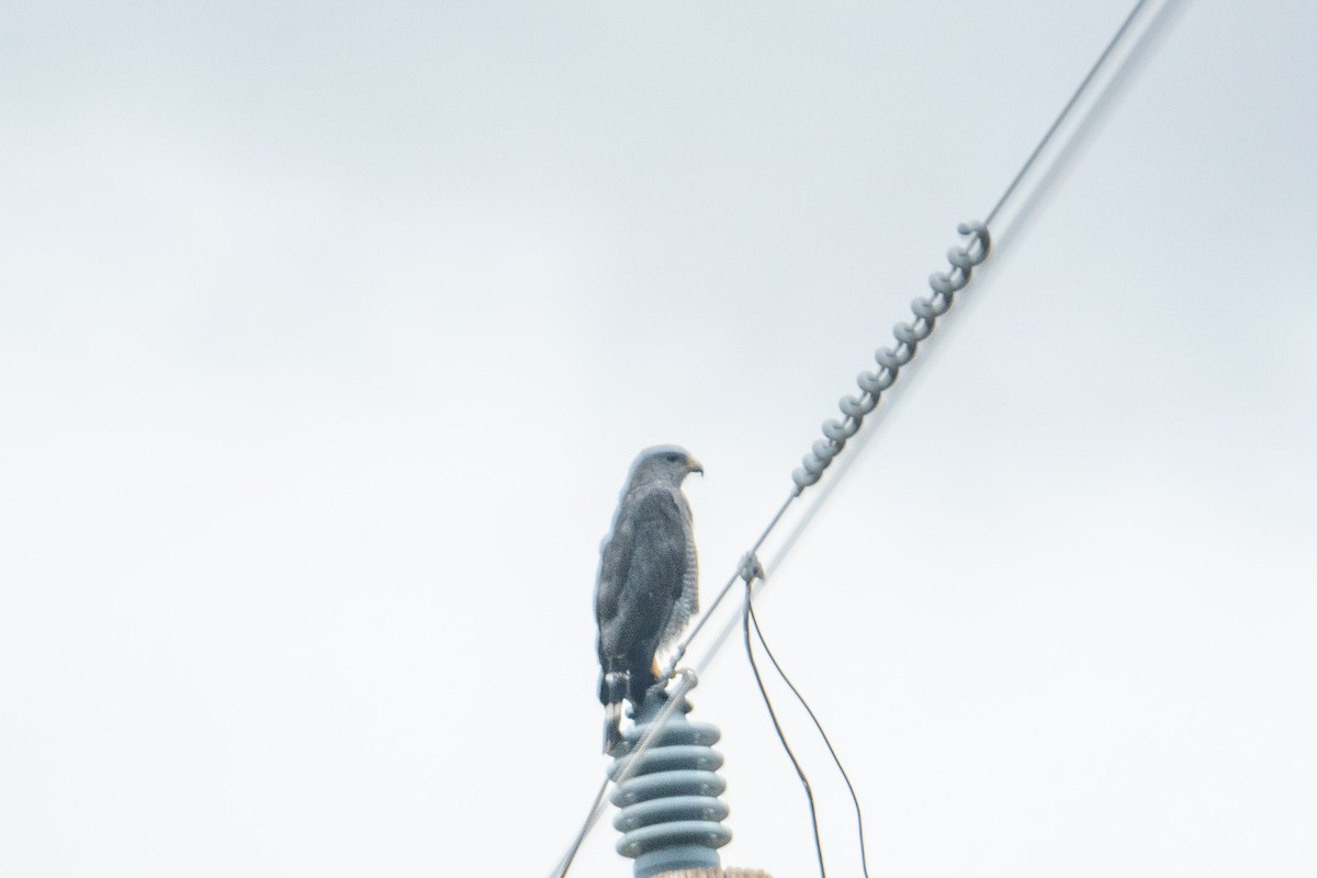 ミナミハイイロノスリ - ML645426599