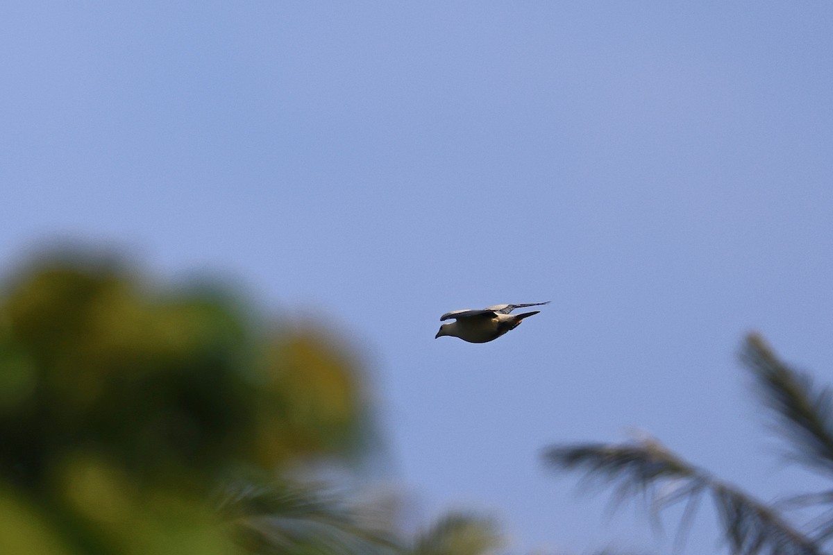 セレベスソデグロバト - ML645426600