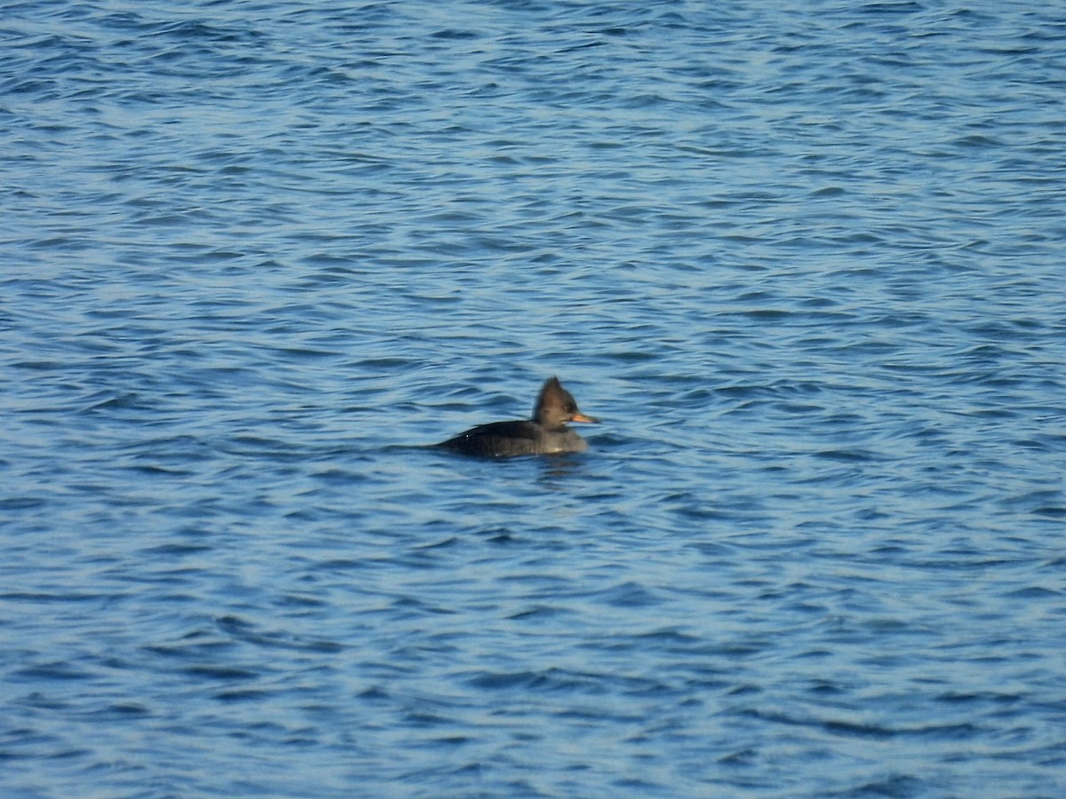 オウギアイサ - ML645426603