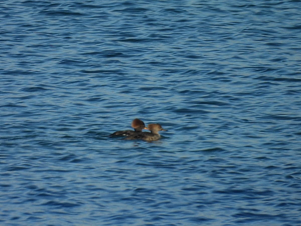 オウギアイサ - ML645426604