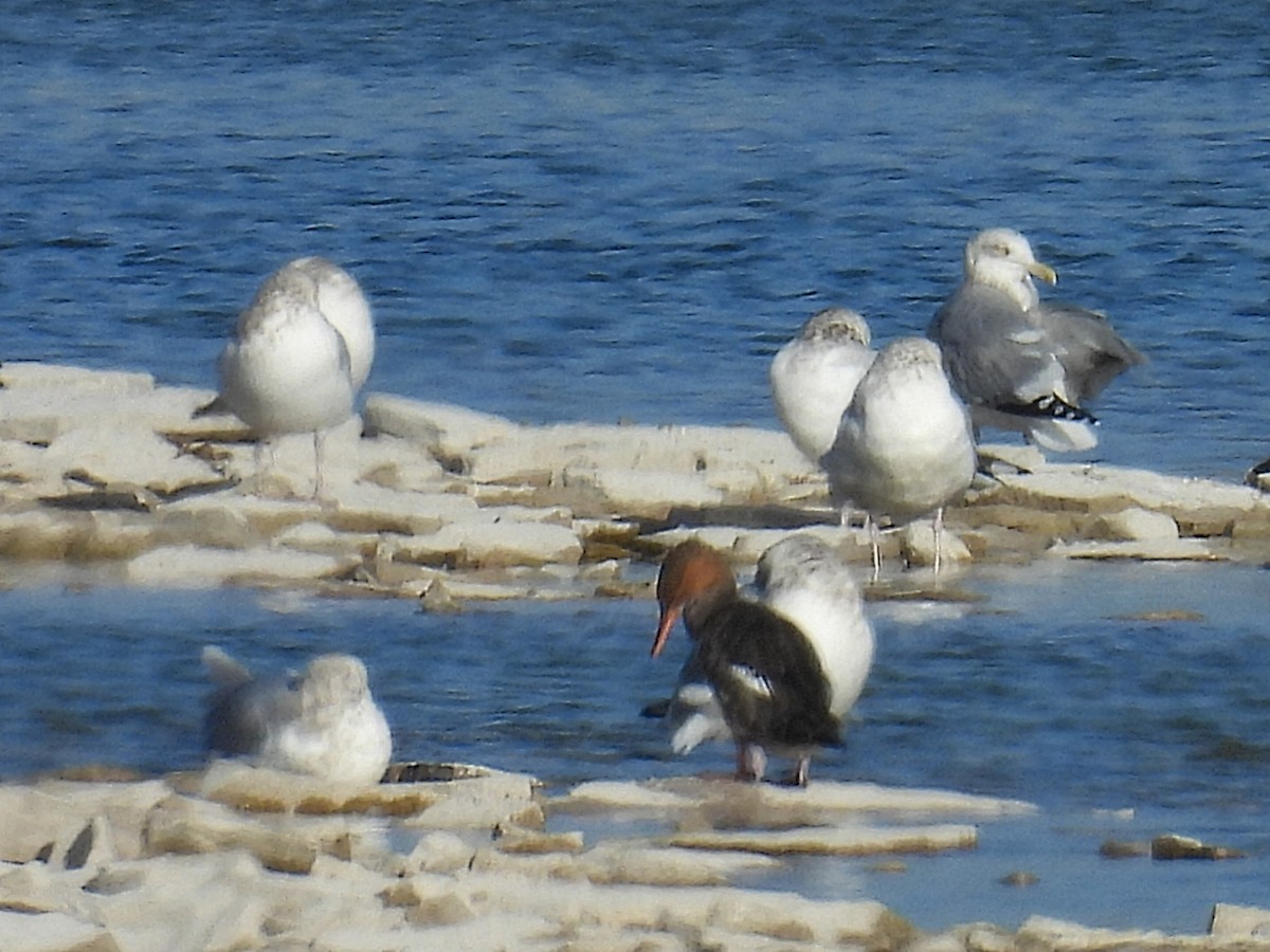 オウギアイサ - ML645426605