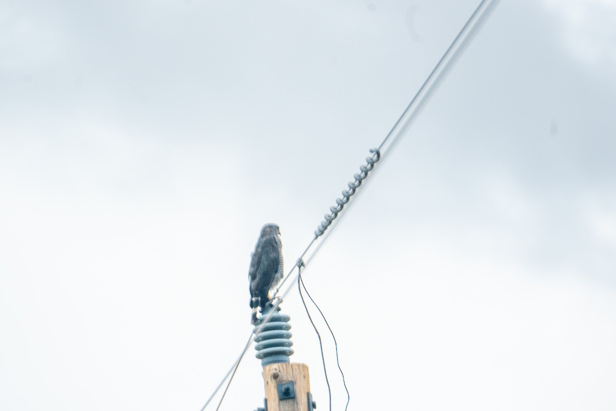 ミナミハイイロノスリ - ML645426607