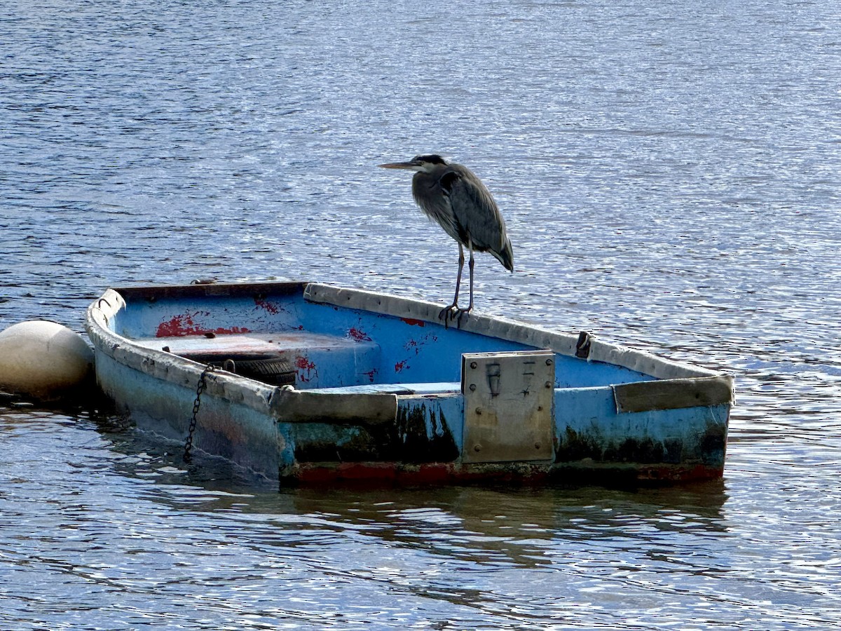 オオアオサギ - ML645426608