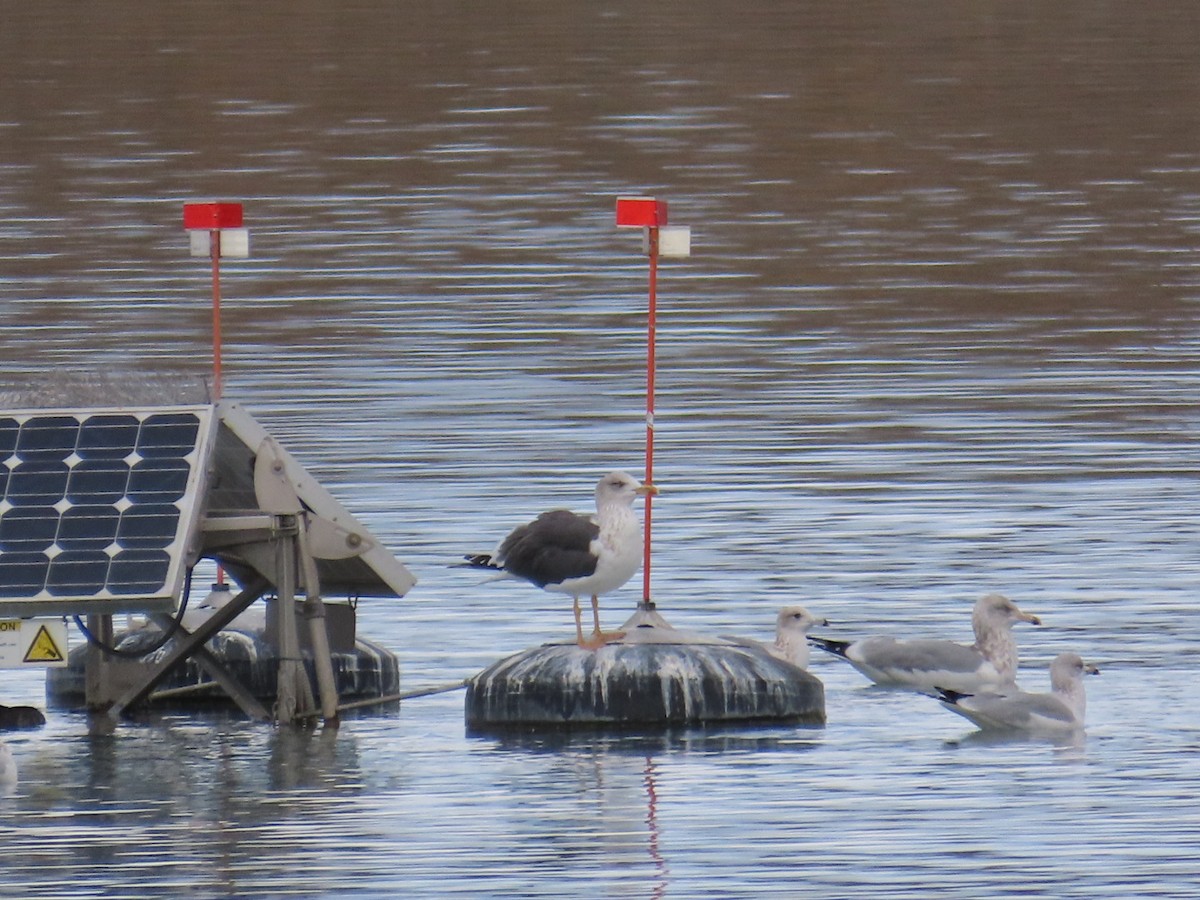 ニシセグロカモメ - ML645426614