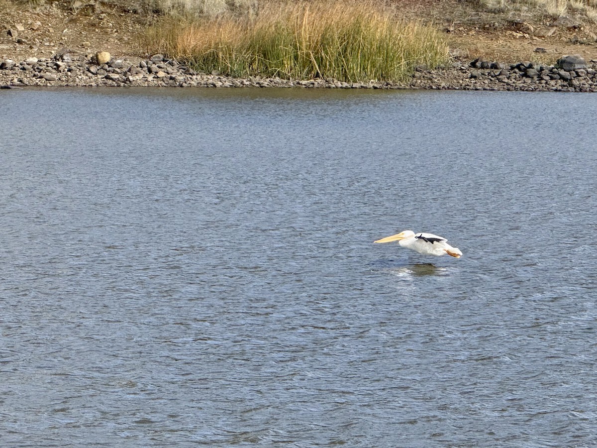 アメリカシロペリカン - ML645426616