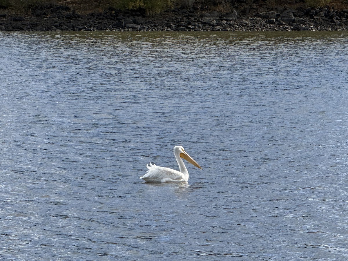 アメリカシロペリカン - ML645426617