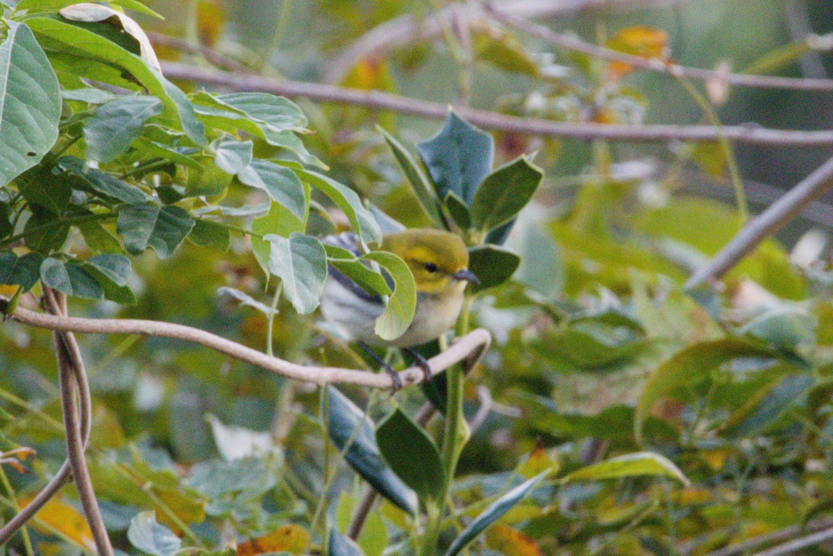 Black-throated Green Warbler - ML645426628