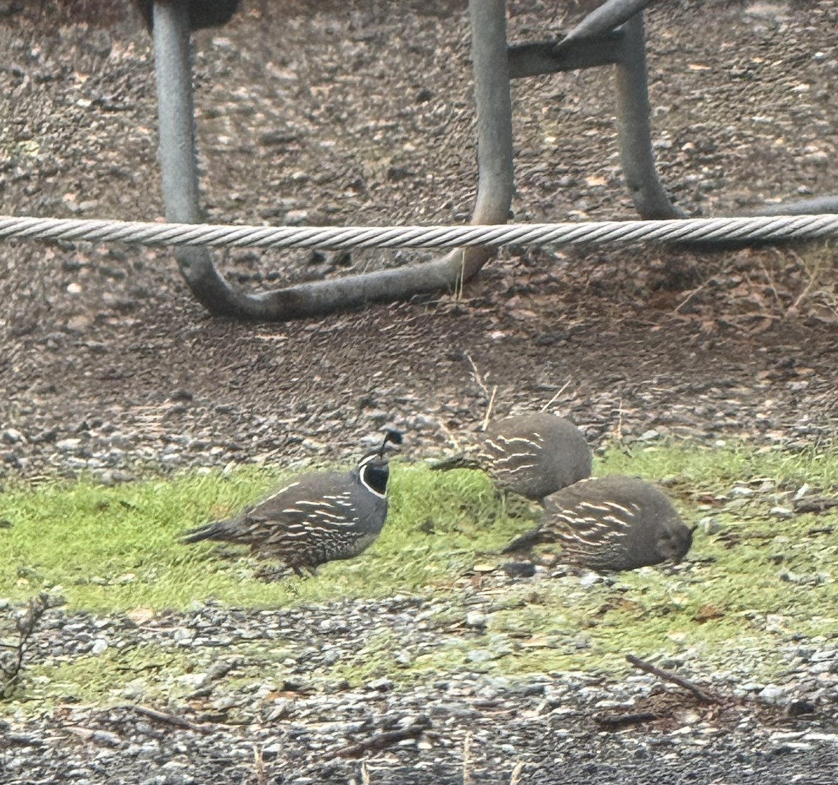 California Quail - ML645426638