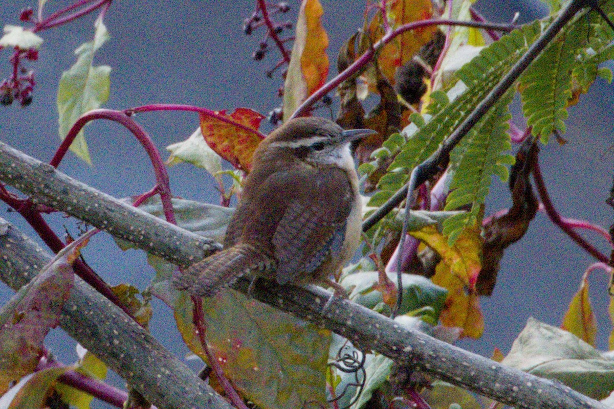Carolina Wren - ML645426649