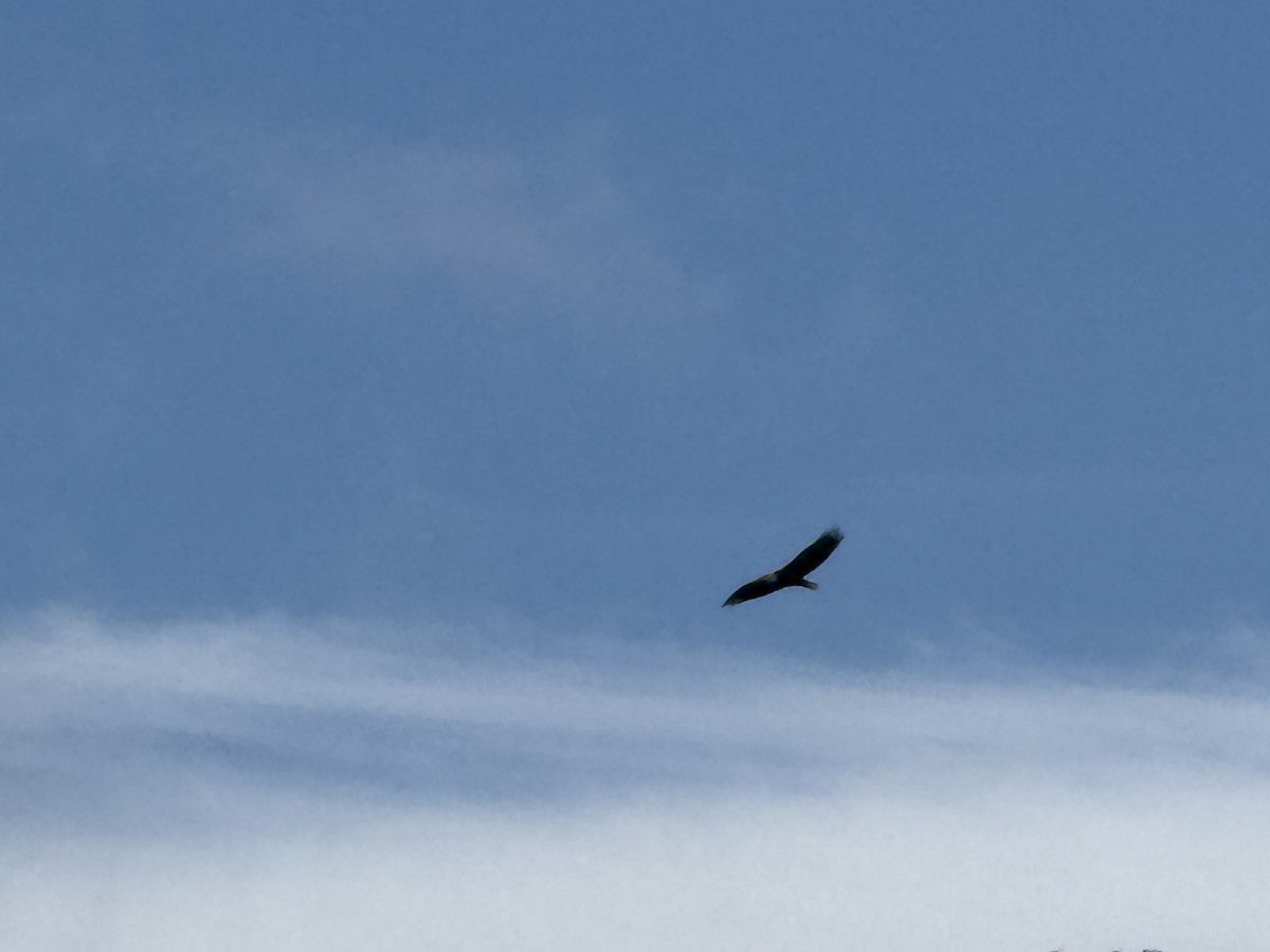 ハクトウワシ - ML645426664