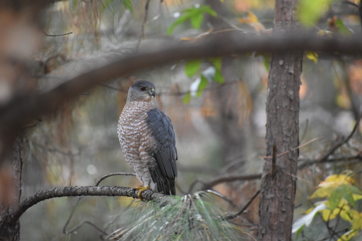 Cooper's Hawk - ML645426675