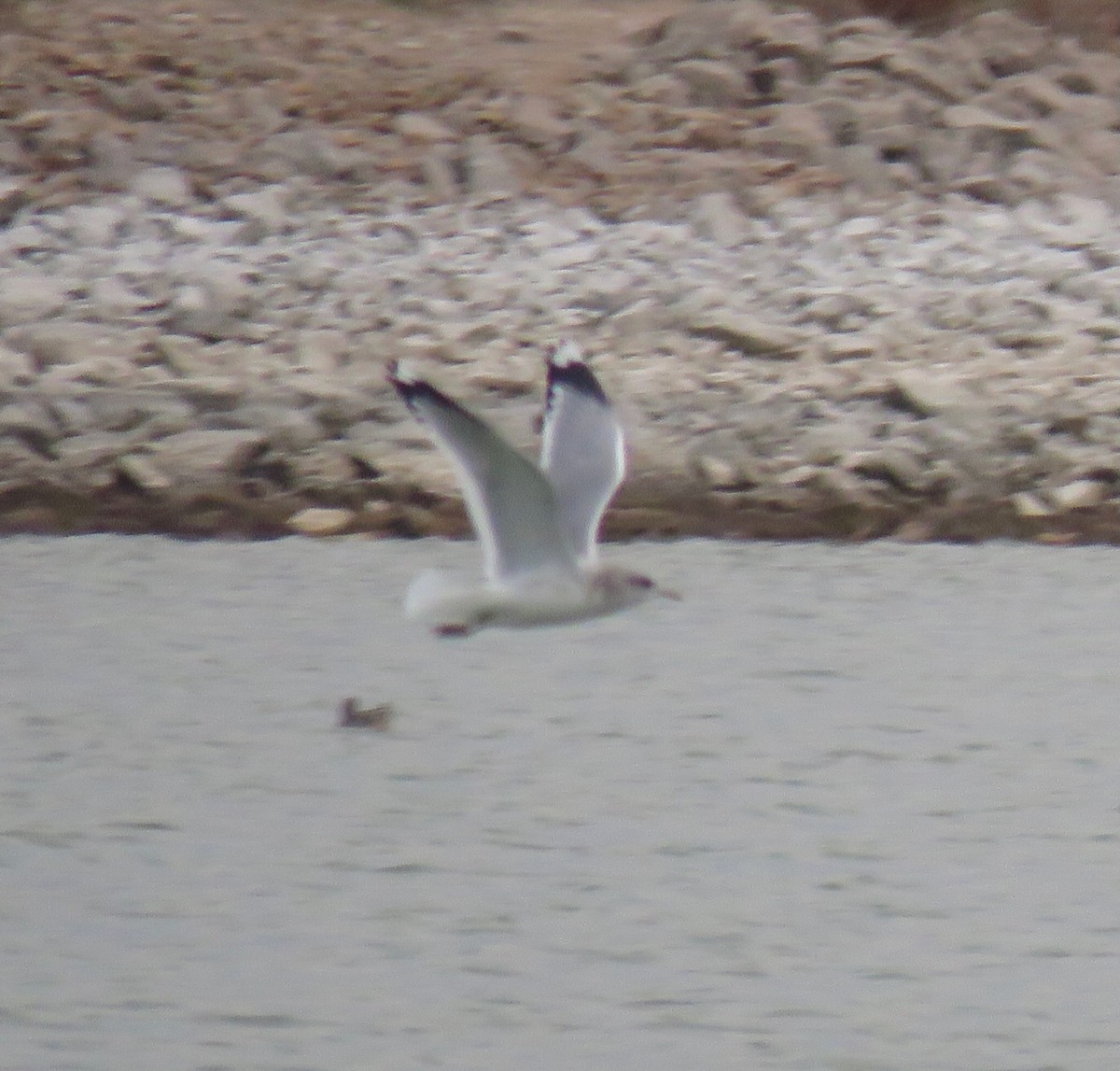 Short-billed Gull - ML645426676
