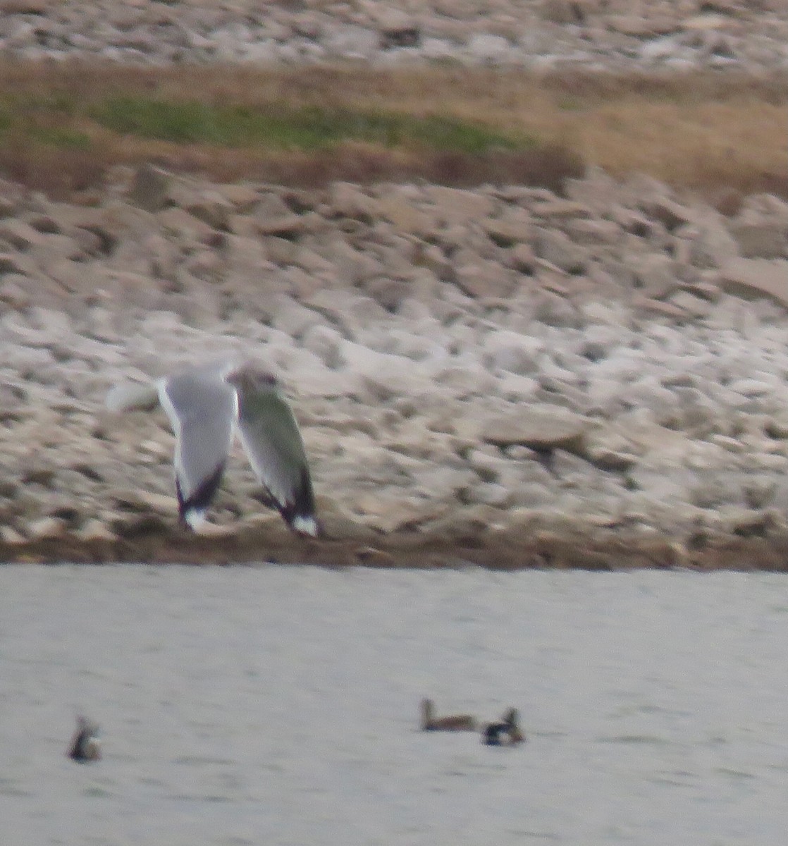 Short-billed Gull - ML645426699