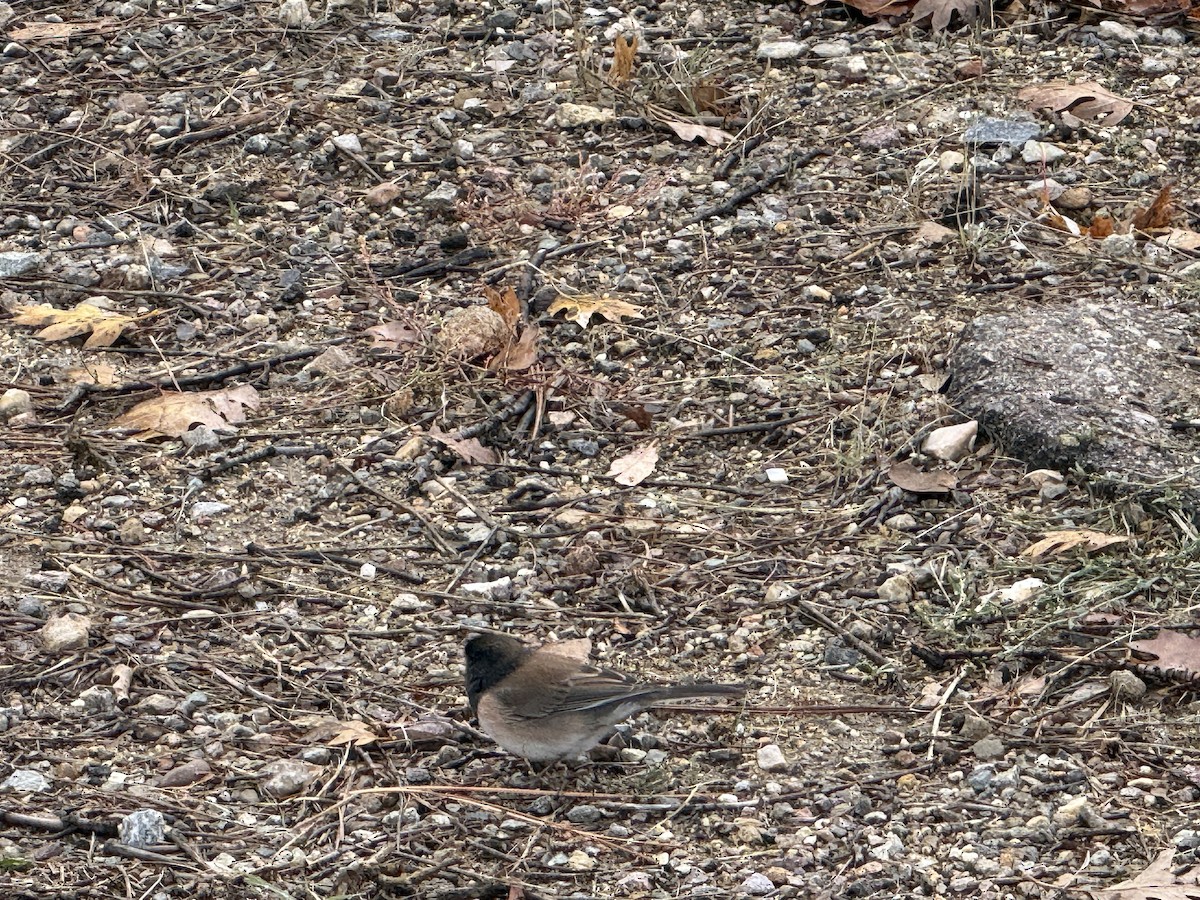 Dark-eyed Junco - ML645426707