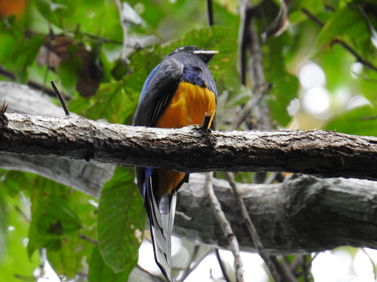 Green-backed Trogon - Rolin Flores Raymondi