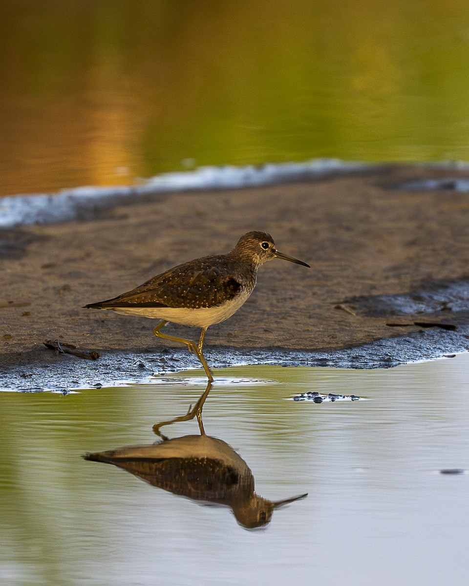 Solitary Sandpiper - ML645426715