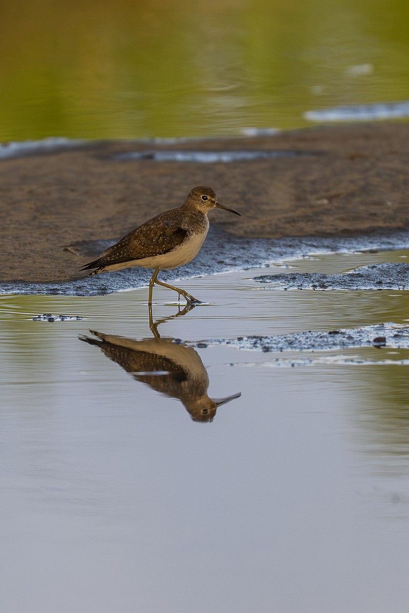 Solitary Sandpiper - ML645426716
