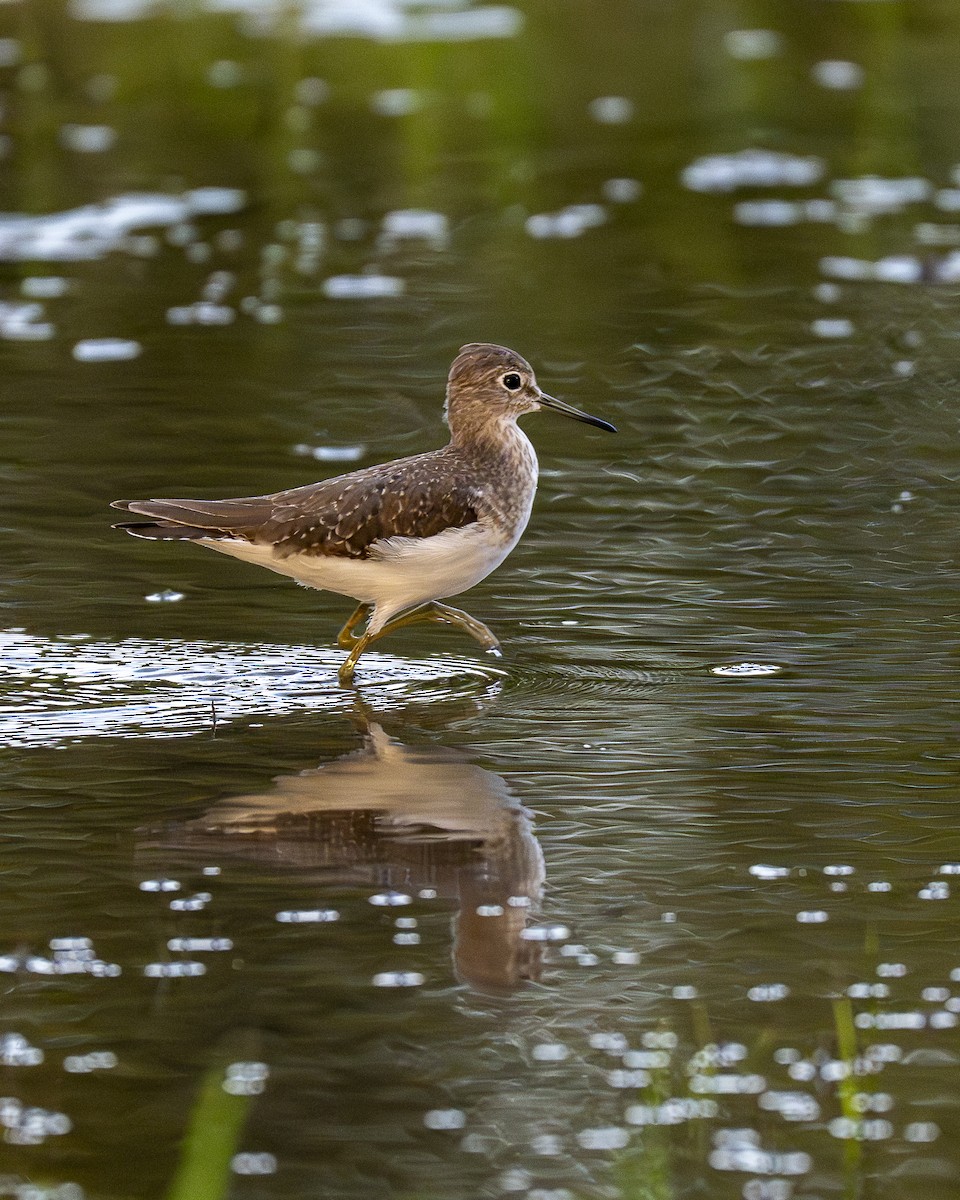 Solitary Sandpiper - ML645426717