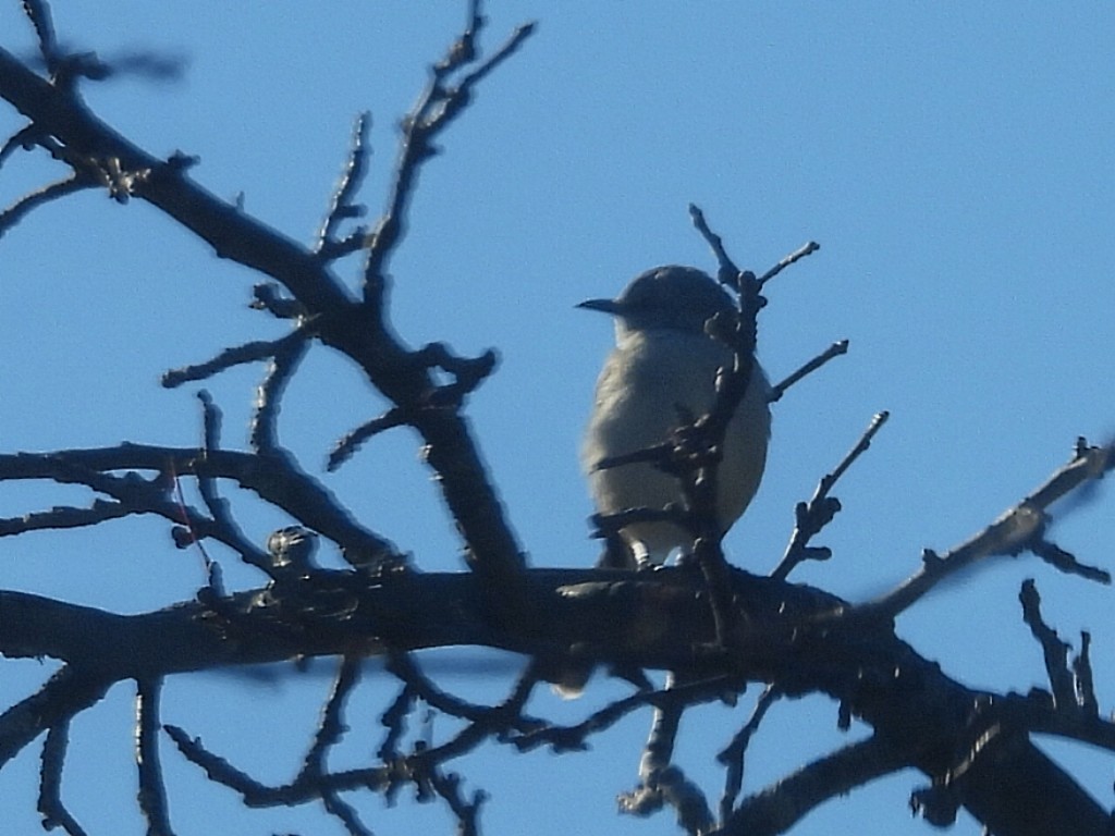 חקיינית צפונית - ML645426723