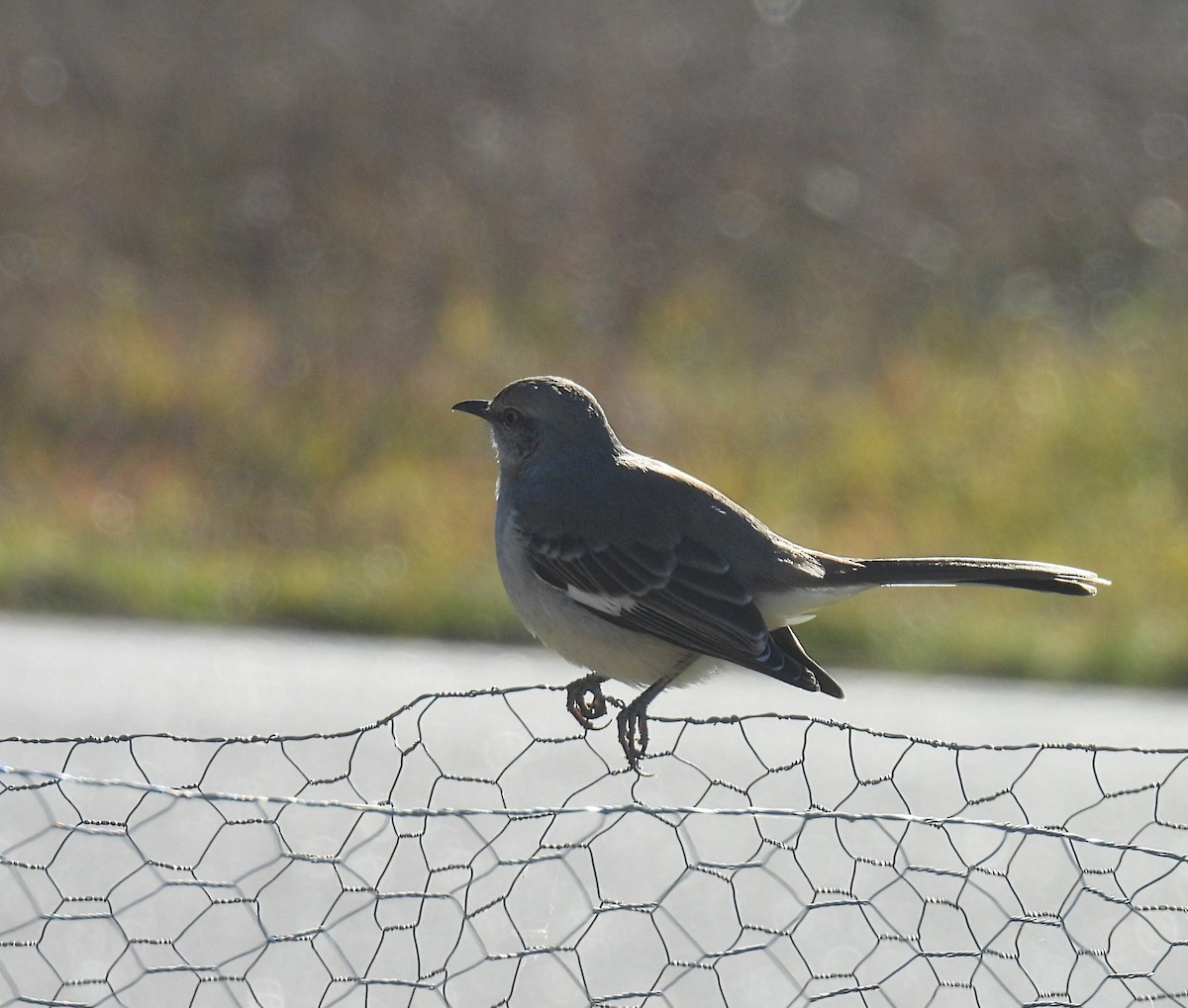 חקיינית צפונית - ML645426724