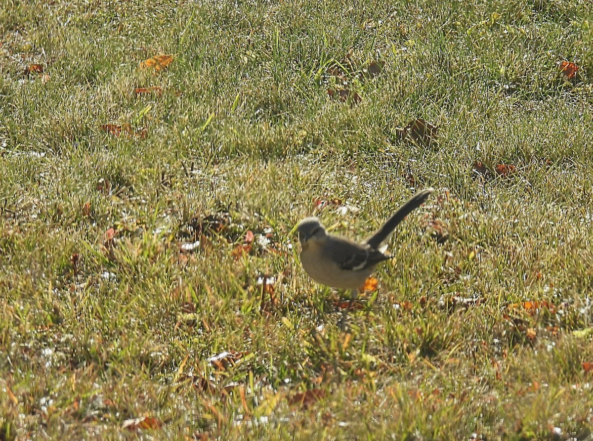 חקיינית צפונית - ML645426725