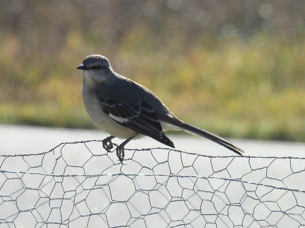 חקיינית צפונית - ML645426726